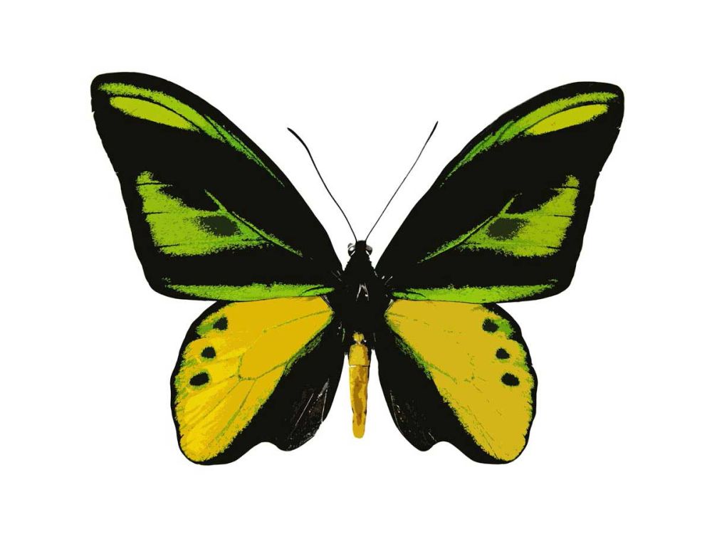 Vibrant Butterfly VII