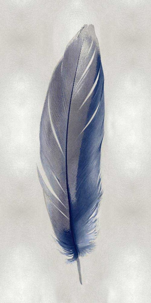 Blue Feather on Silver II