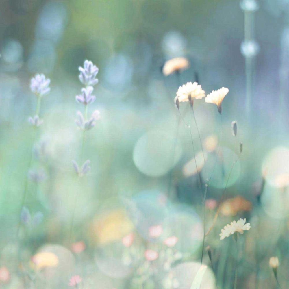 Morning Meadow I