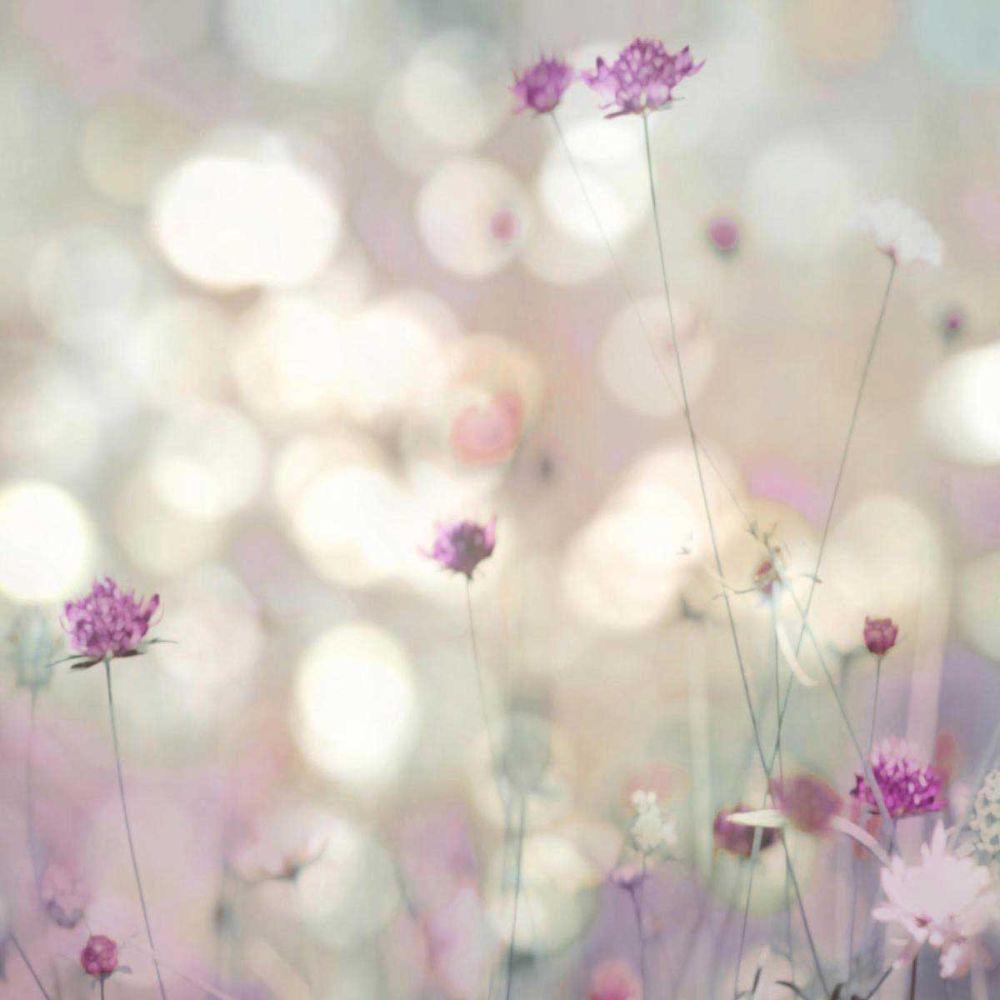 Floral Meadow I