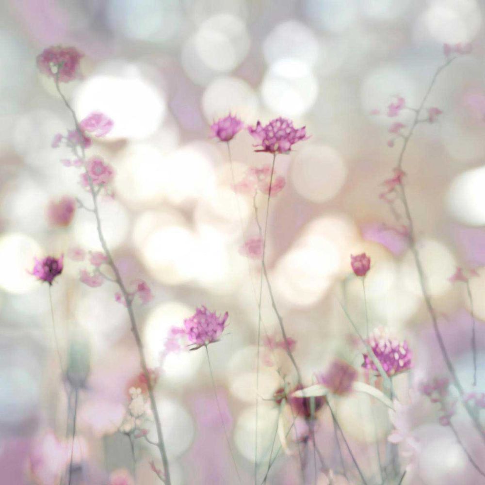 Floral Meadow II