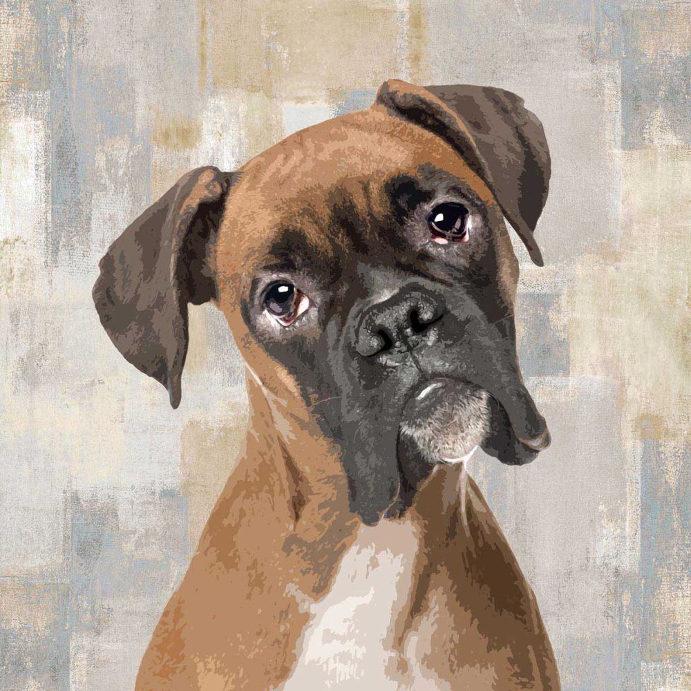 Boxer