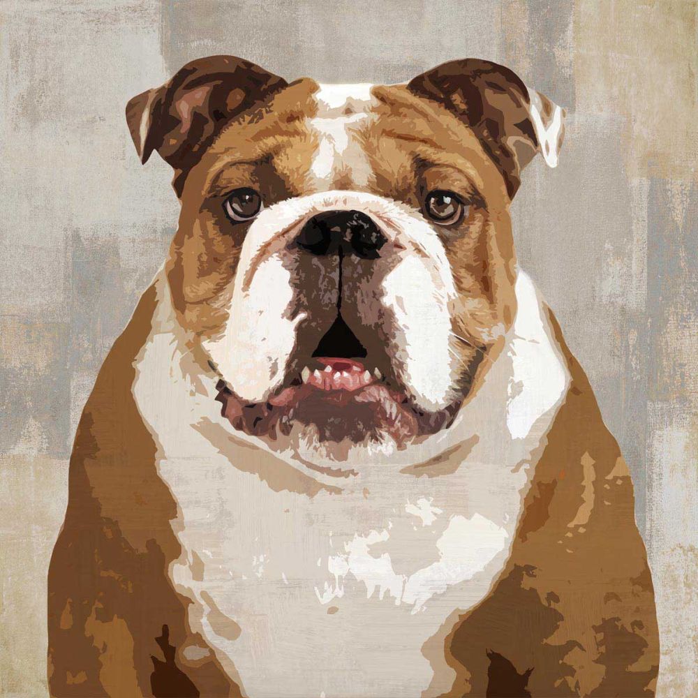 Bulldog