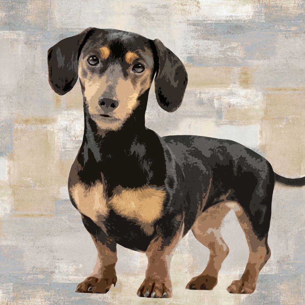 Dachshund