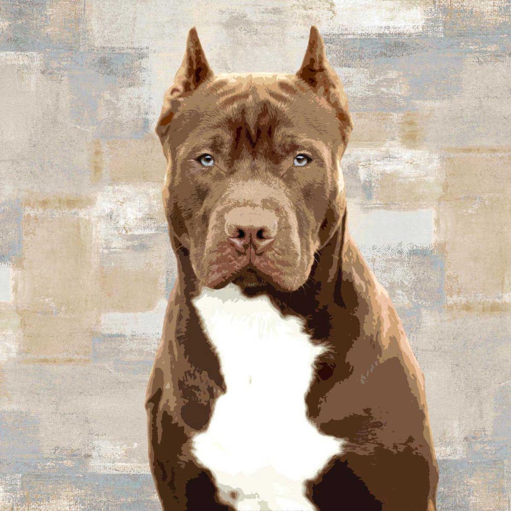 Pit Bull