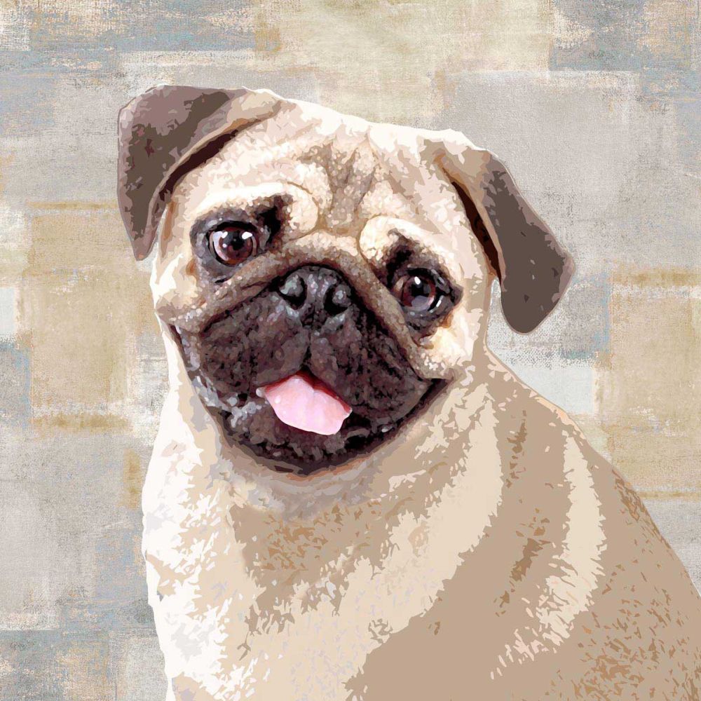 Pug