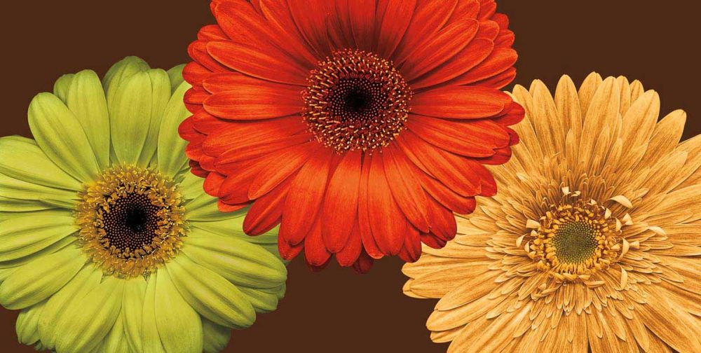 Daisy Trio