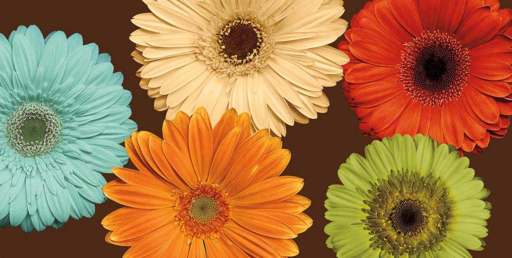 Daisys Friends