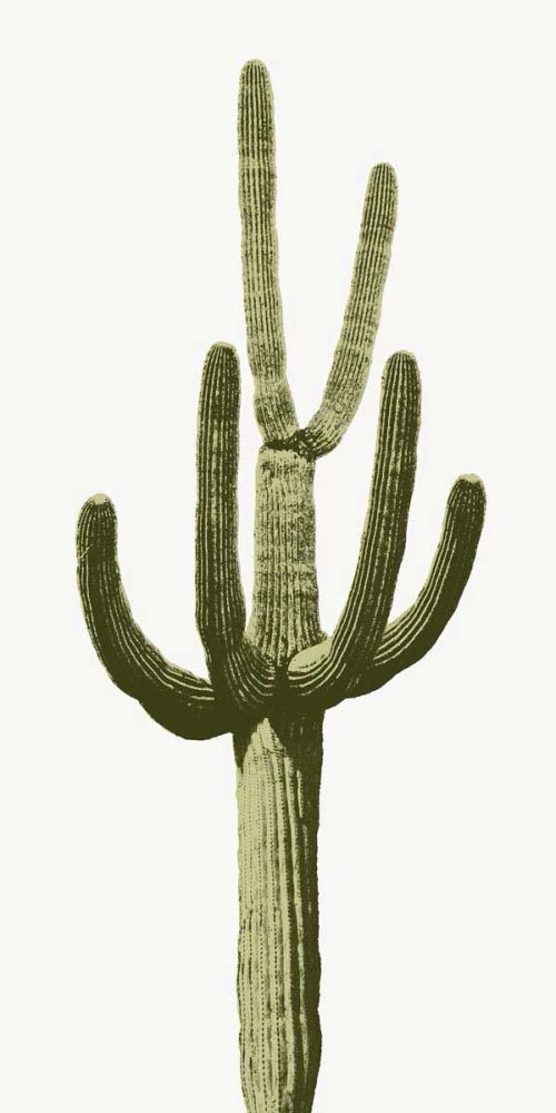 Saguaro III