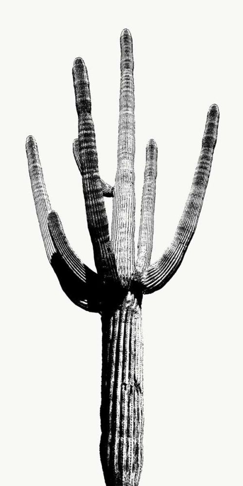 Saguaro Black & White I