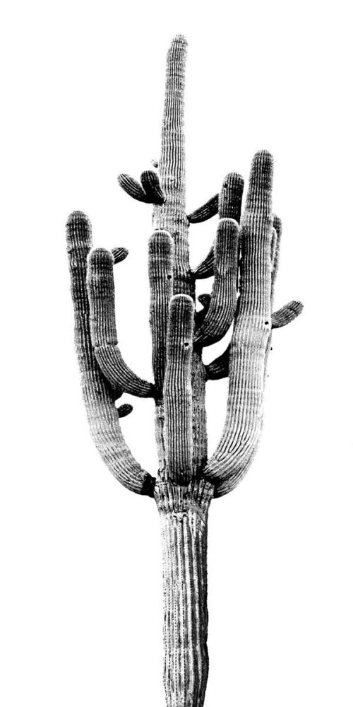 Saguaro Black & White II