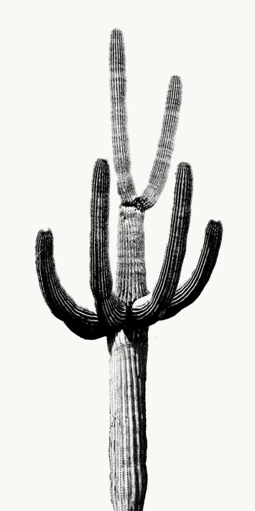 Saguaro Black & White III