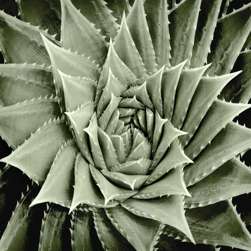Green Succulent I