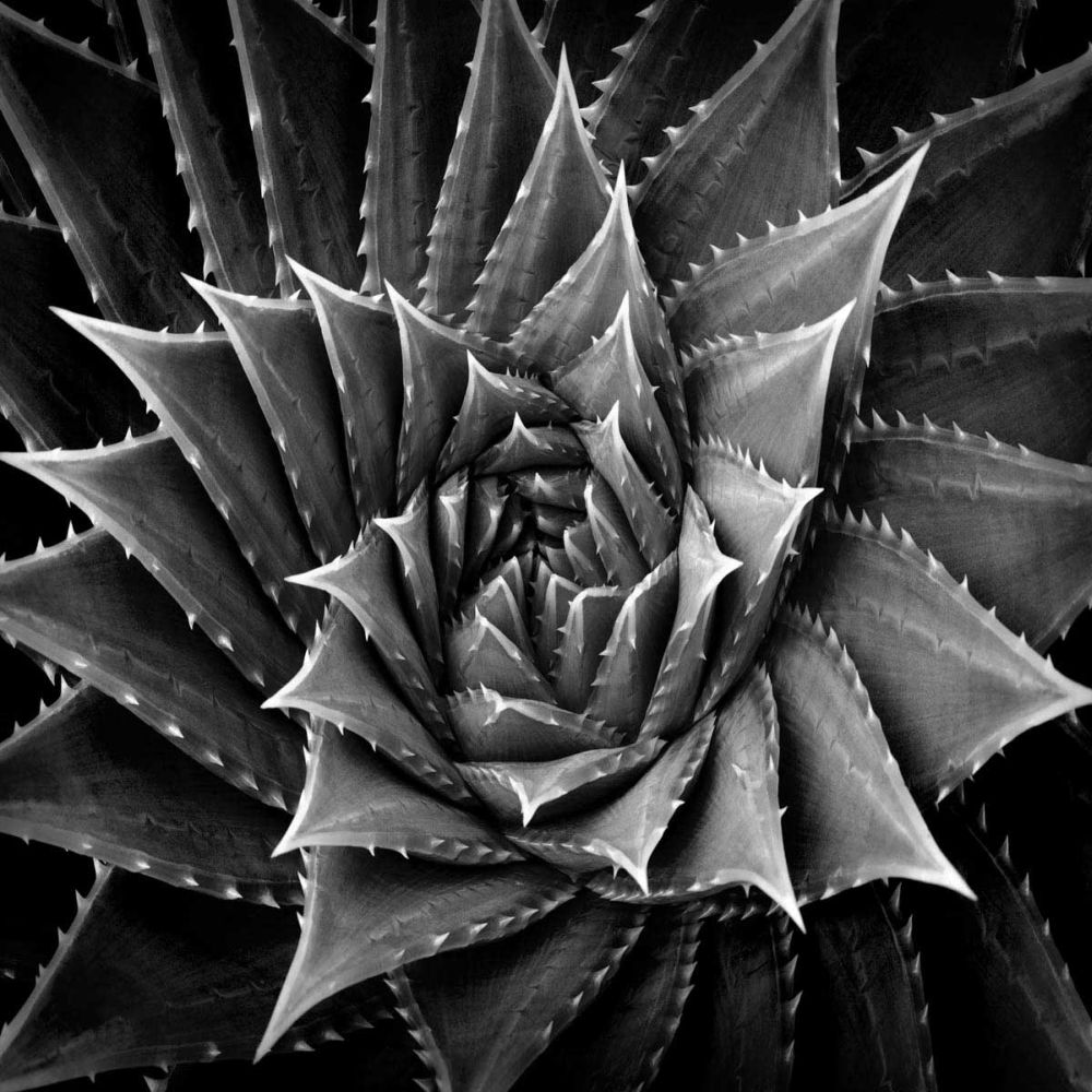 Succulent I