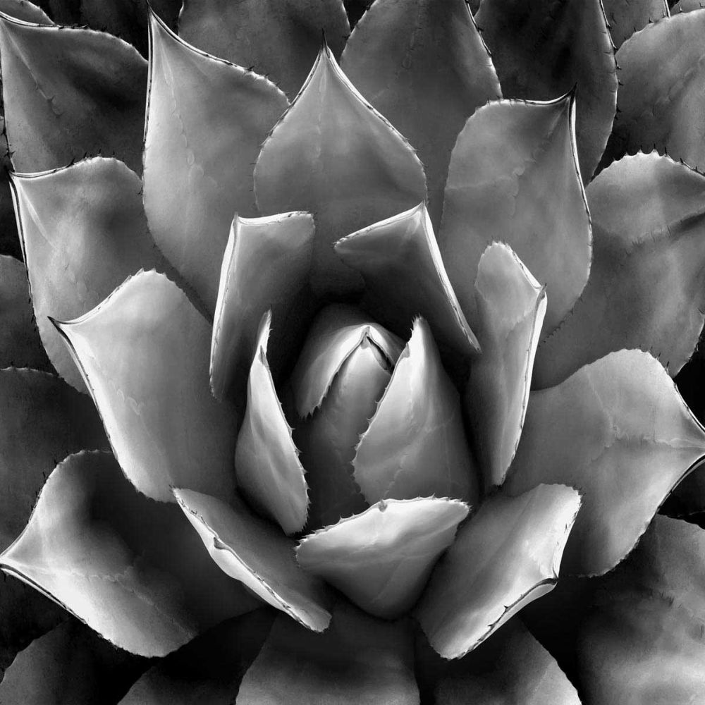 Succulent II