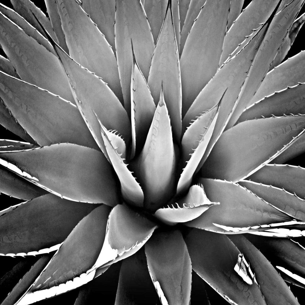 Succulent III