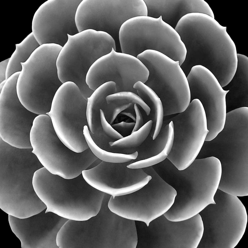 Succulent IIII IV