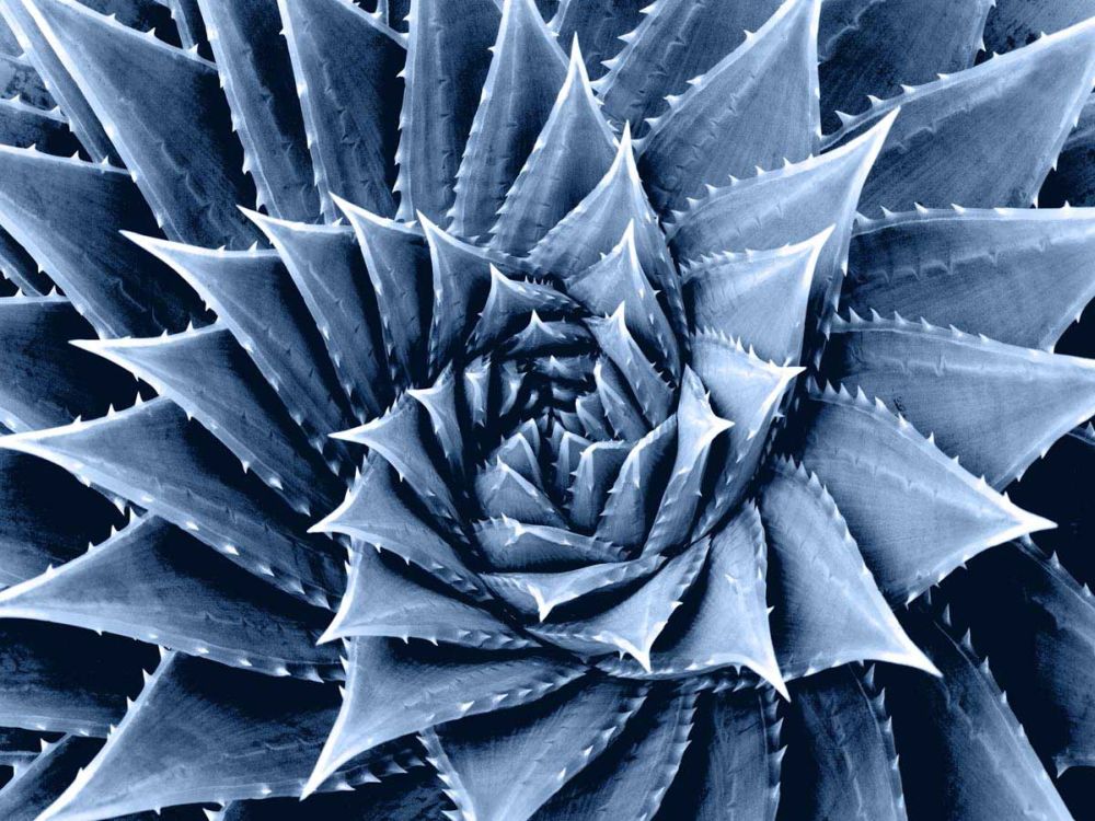 Succulent Indigo I