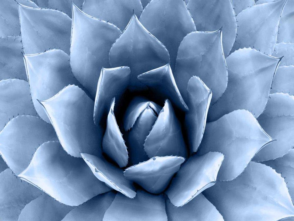 Succulent Indigo II