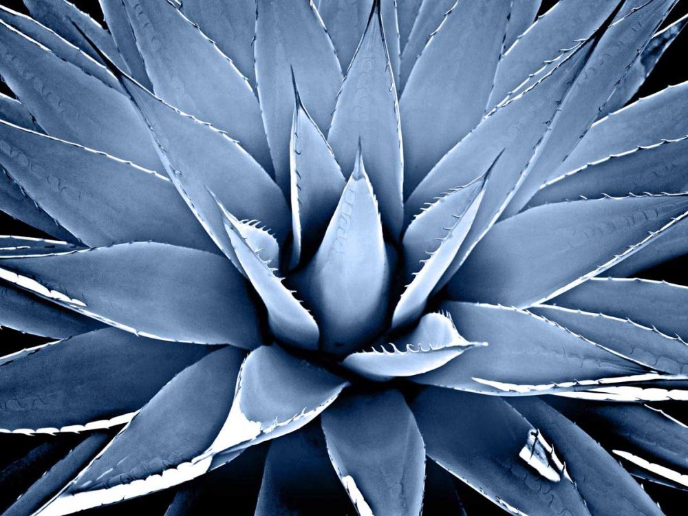 Succulent Indigo III