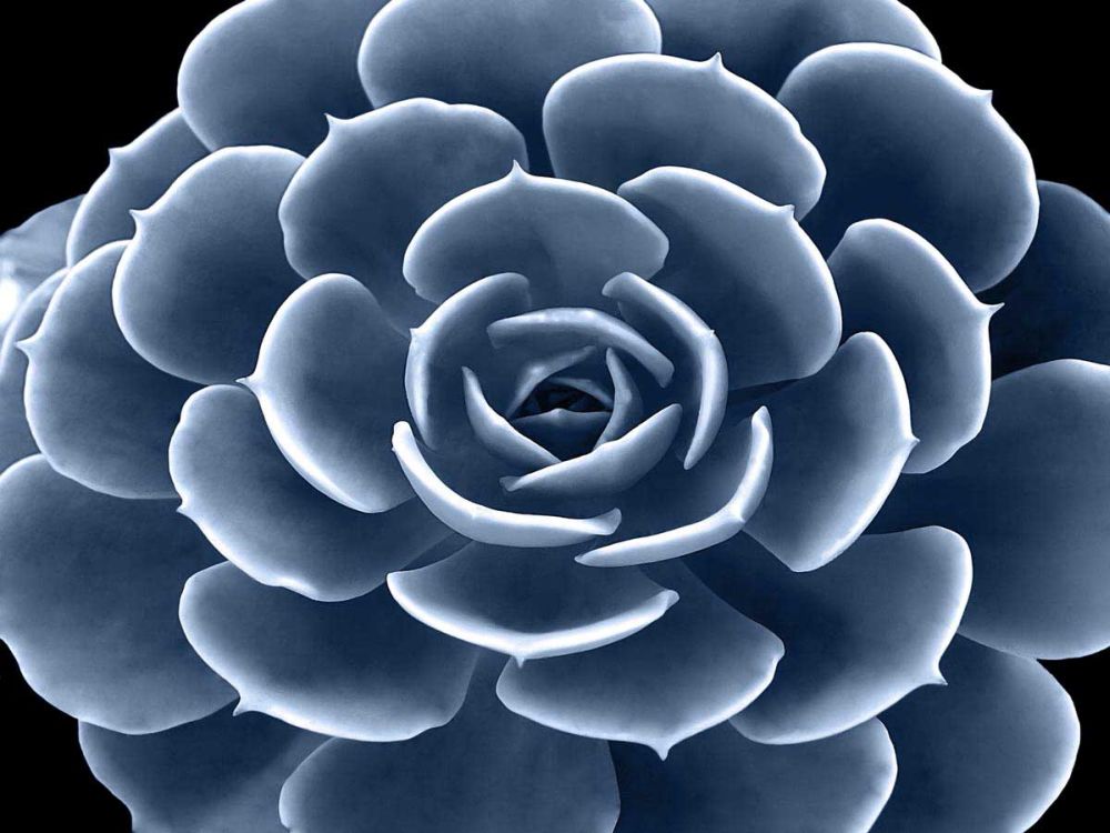 Succulent Indigo IV