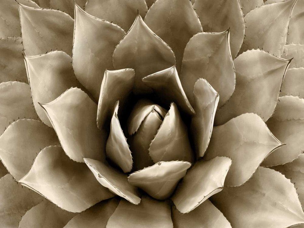 Succulent Taupe II