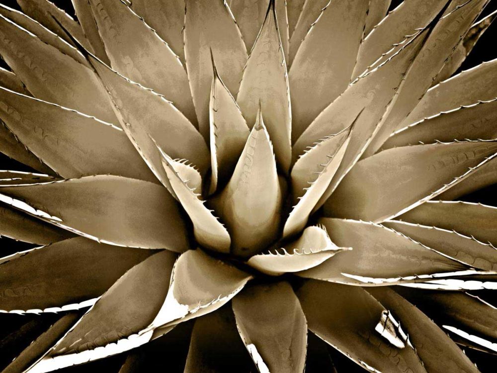 Succulent Taupe III