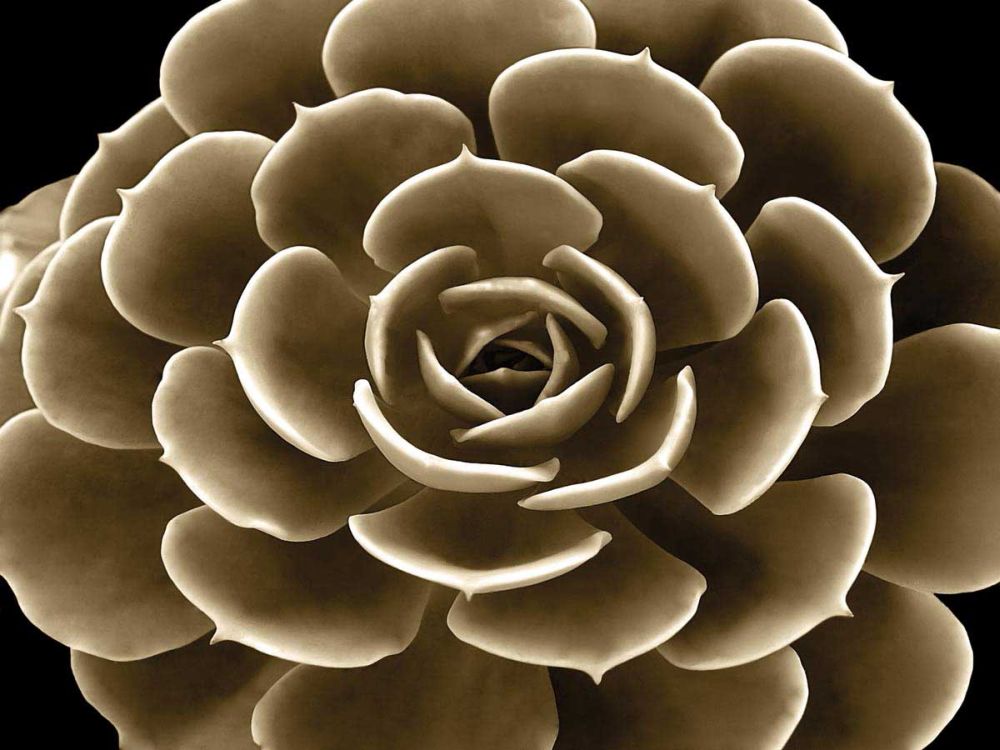 Succulent Taupe IV