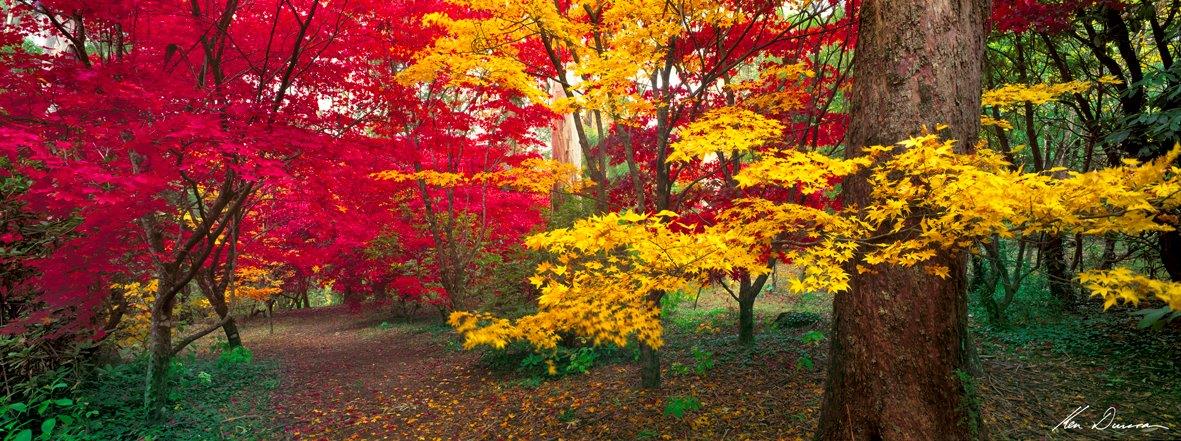 Autumn Colours Mt Wilson NSW