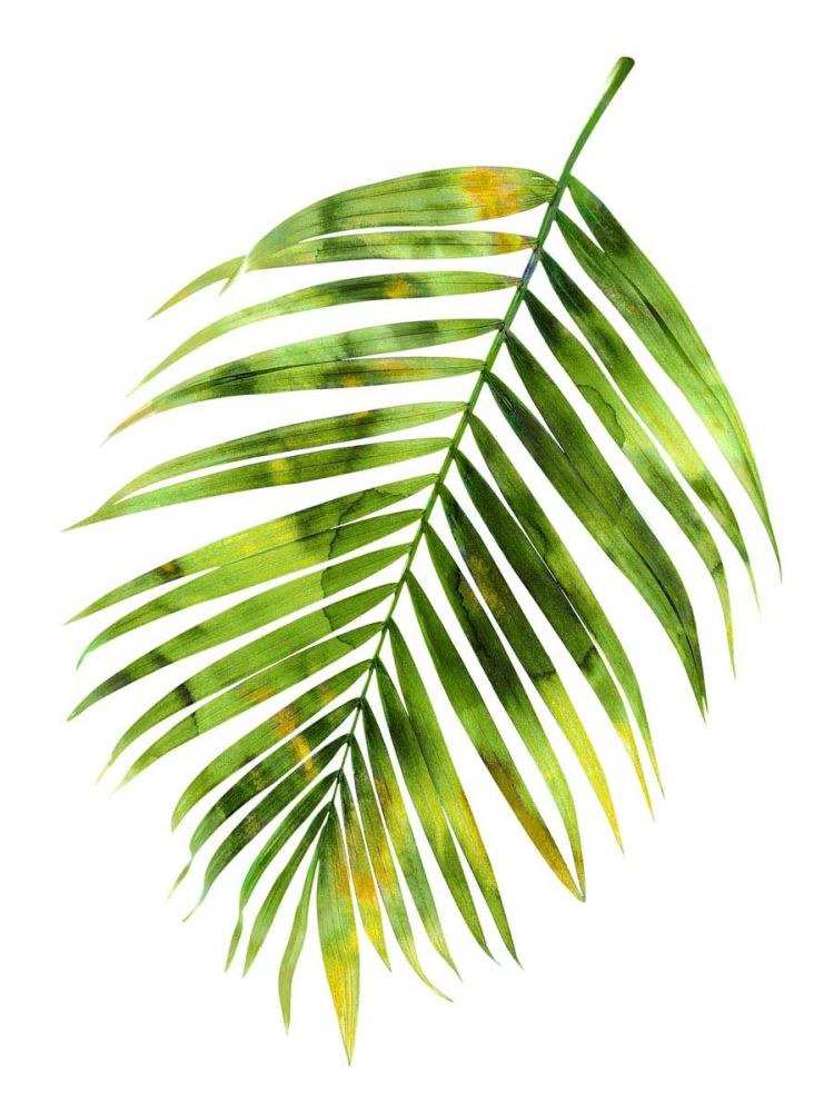 Palm I