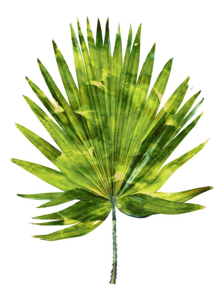 Palm IV
