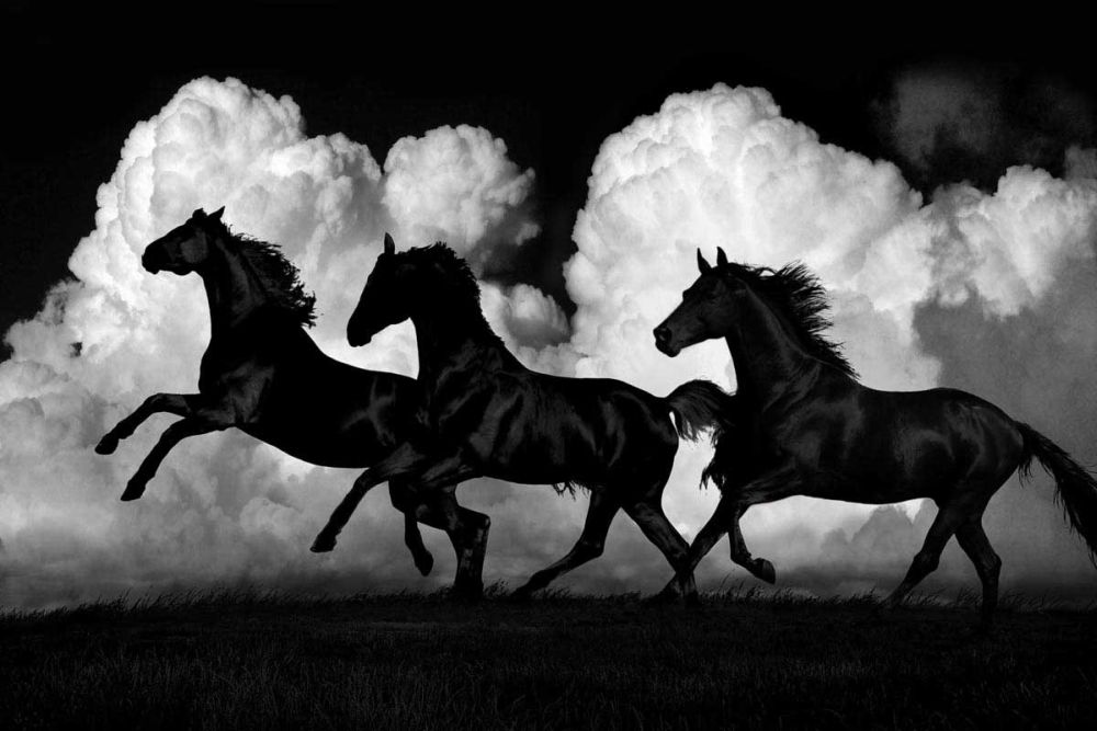 Wild Horses