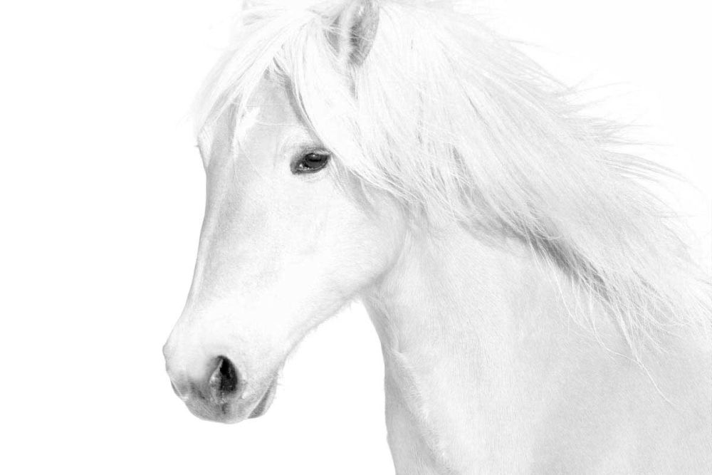 Classic White