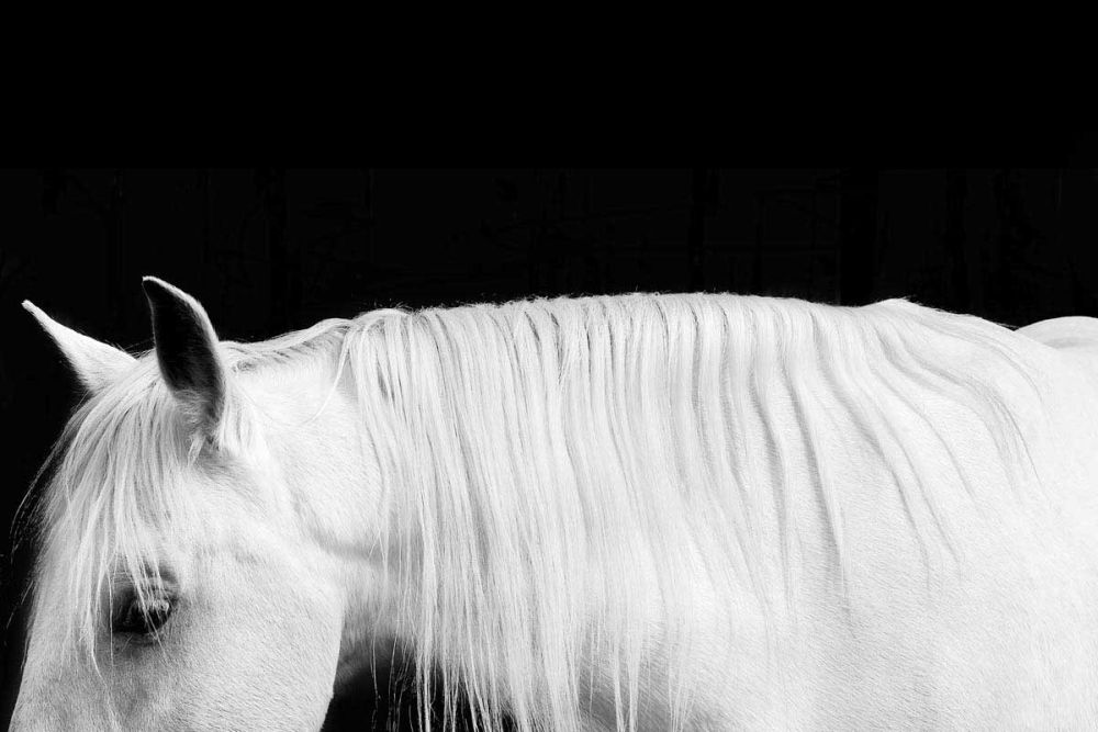 White on Black I