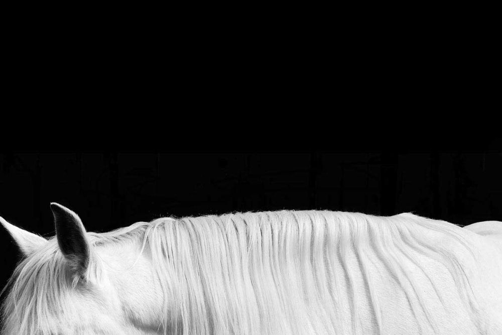 White on Black II