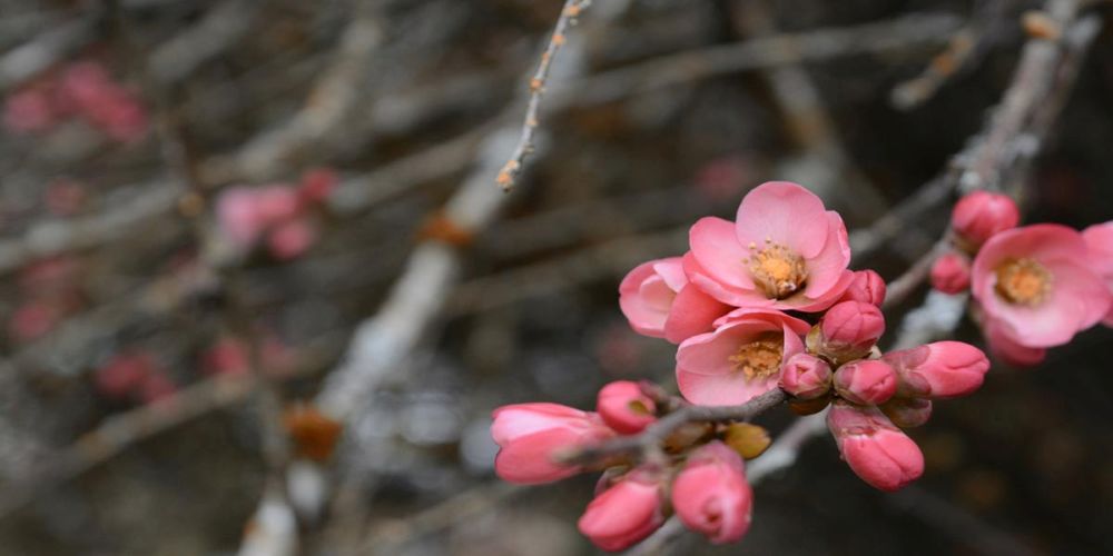 Crabapple Tree blossoms