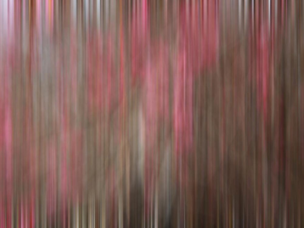 Crabapple Tree blossoms