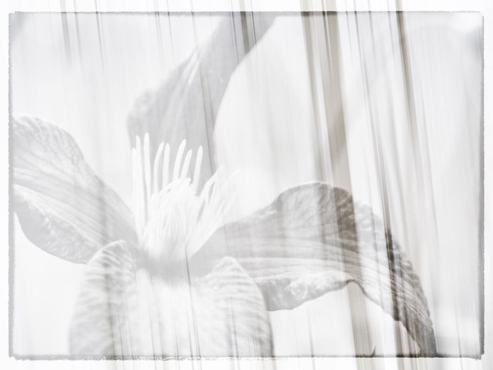 Black and white clematis