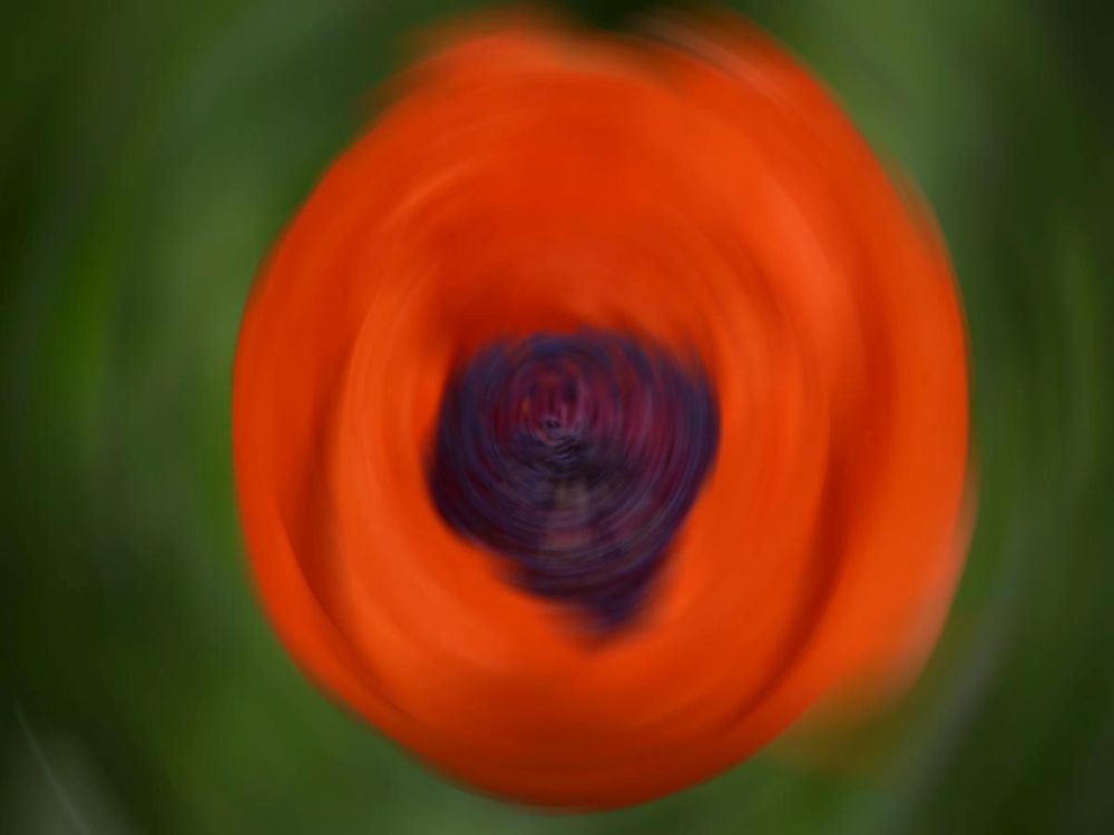 Orange Poppy