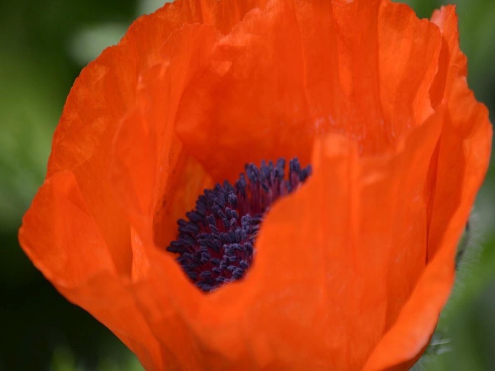 Orange Poppy