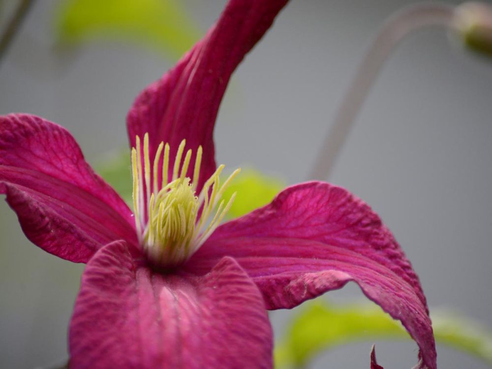 Pink Clematis