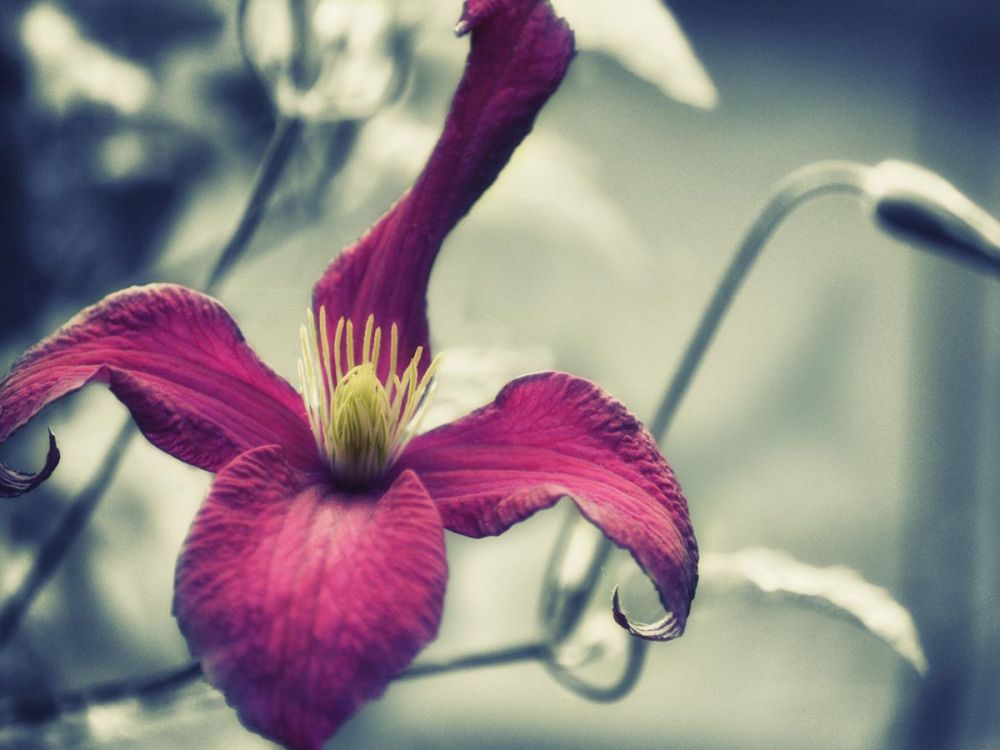 Pink Clematis