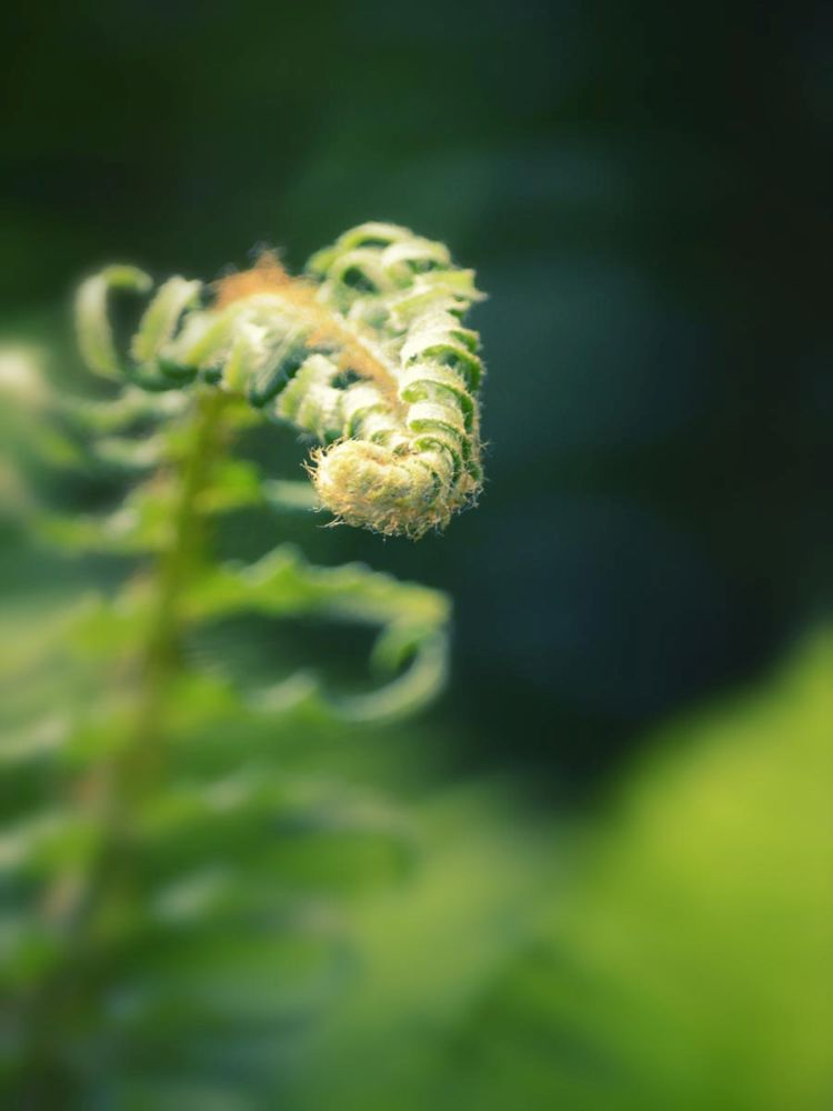Garden Fern
