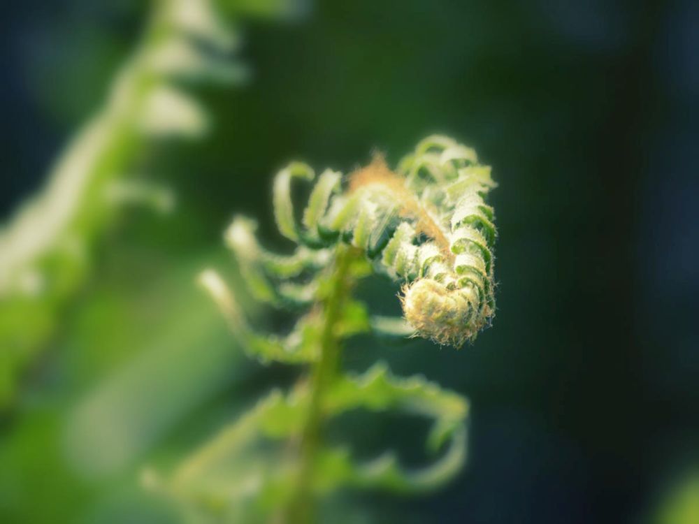Garden Fern