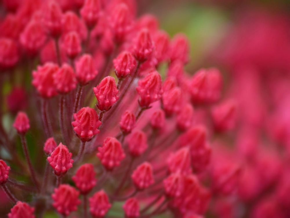 Pink Flower