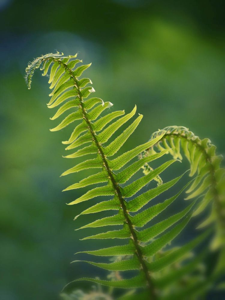 Garden Fern