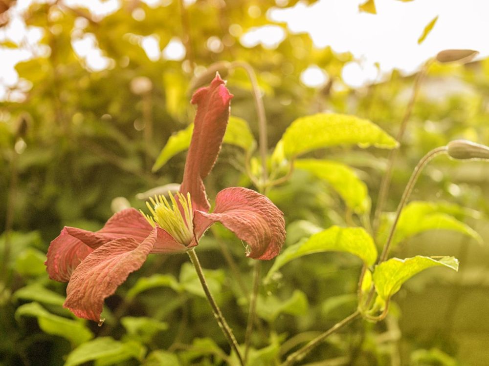 Summertime Clematis