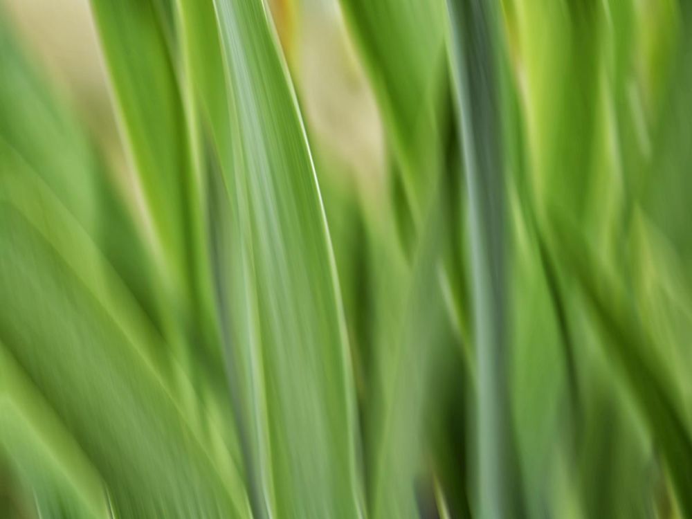 Flora blades