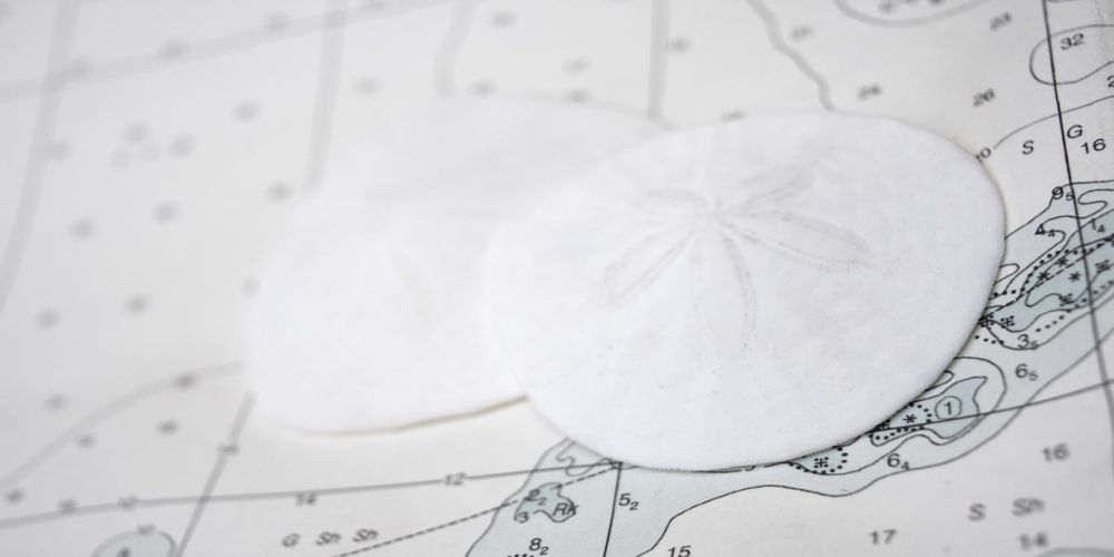 Nautical sand dollars