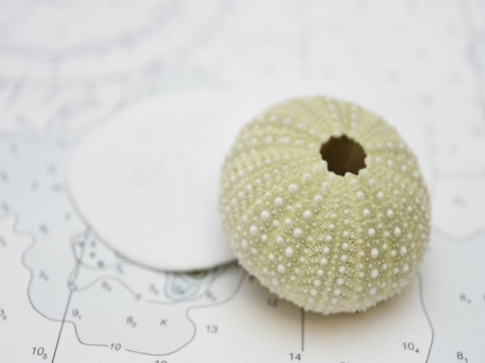 Nautical Urchin